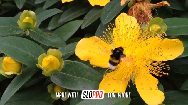 Bumblebee on hypericum смотреть онлайн