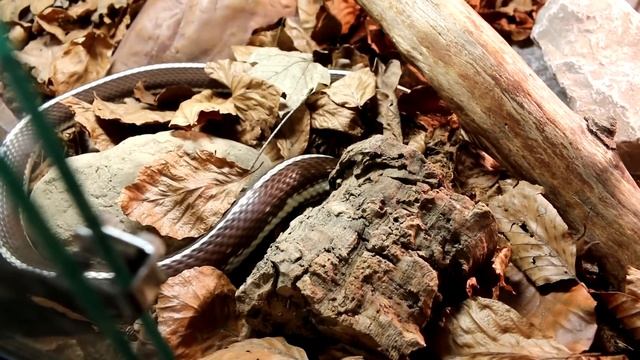 Lampropeltis californiae s'enfouie dans le substrat смотреть онлайн