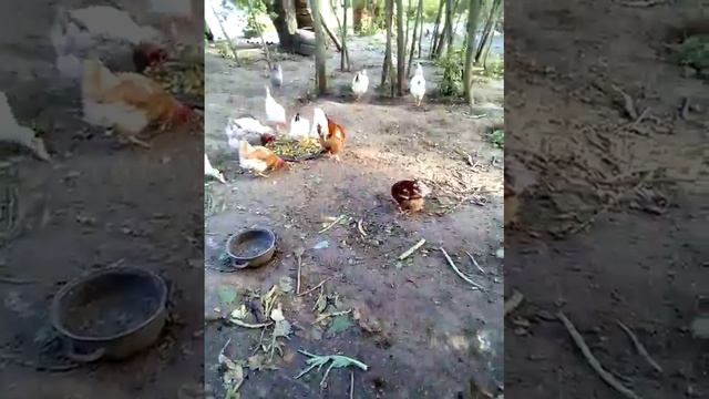 Вот как выросли утята им 23 был месяц🐕 смотреть онлайн