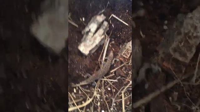 Поймал ящерицу в лесу, а она снесла 8 яиц смотреть онлайн