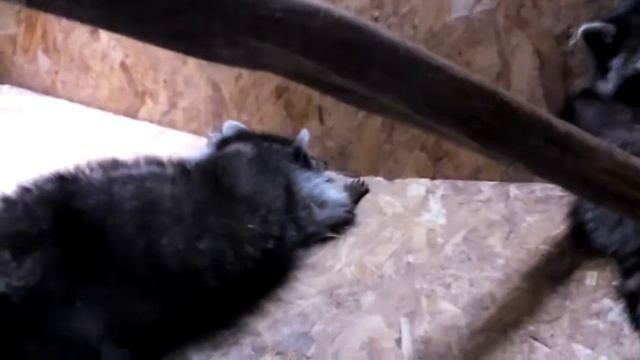 Енот Смешной Милый смотреть онлайн