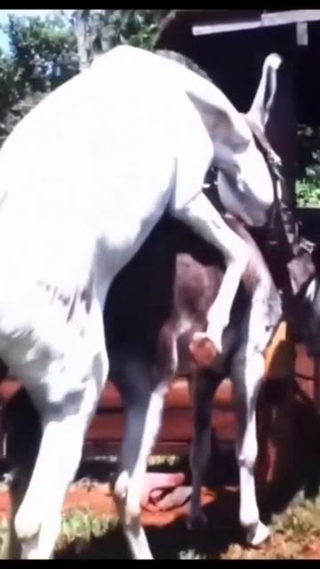 #Shorts donkey Matting смотреть онлайн