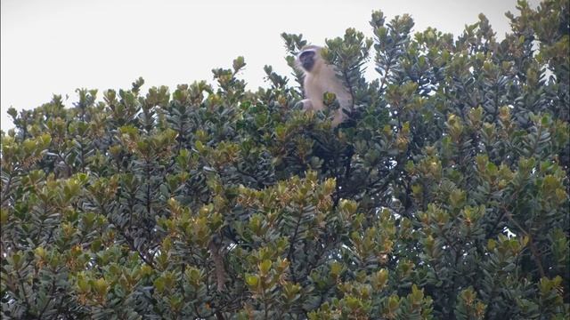 Why Baboon kidnaps lion cub in Telugu | What is Baboons new survival technic in Telugu | Kiran Varm смотреть онлайн