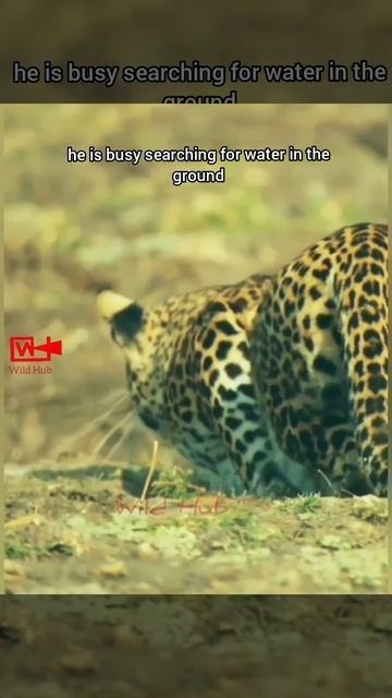 OMG😱Leopard Hunts Baboon | Leopard Ambushed The Baoon | #wildlife #leopard #hunting смотреть онлайн