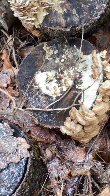 An assortment of bracket #fungi in #winter смотреть онлайн