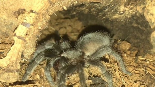 Grammostola Pulchra