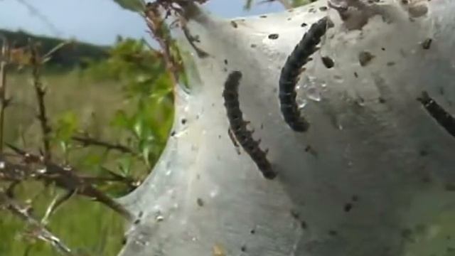 Harkai legelo_lanestris_haris20080516.wmv смотреть онлайн