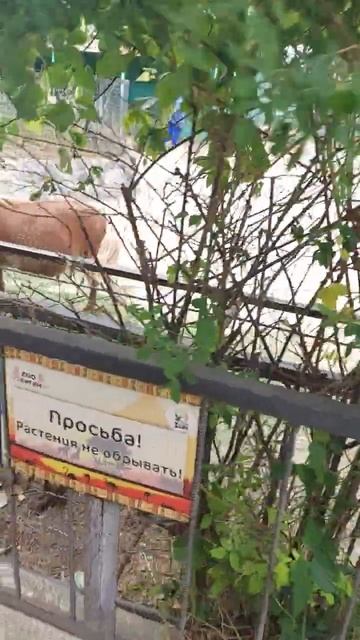 Мини пони ...#образование #подпишись #весна #крым #тайган смотреть онлайн