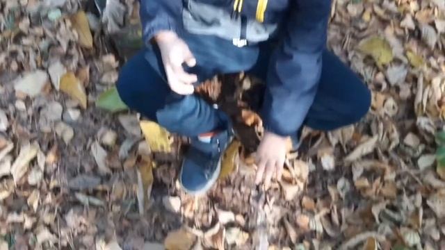Басик гуляет в лесу! 1 гриб челлендж!! смотреть онлайн