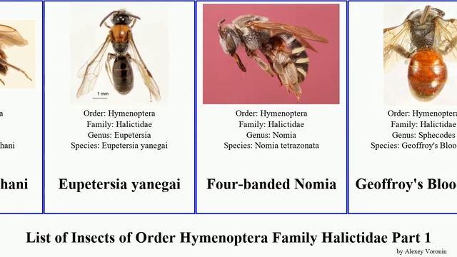 List of Insects of Order Hymenoptera Family Halictidae Part 1 halictus agapostemon lasioglossum смотреть онлайн