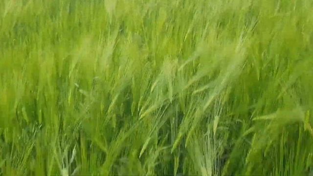 Каким стал Ячмень после осенних болезней обработаный Кмк с осени.