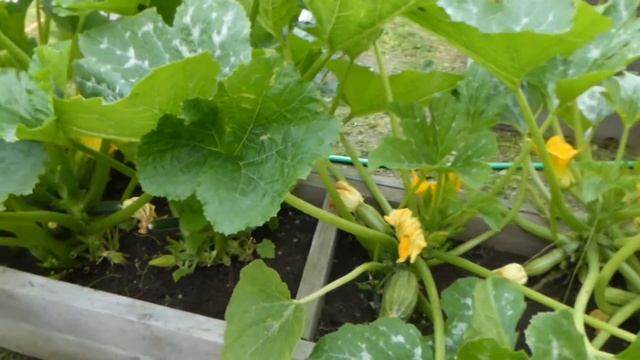 Огородничество. Выпуск #36 - Важно! СУПЕР ПОДКОРМКИ для КАБАЧКОВ! Проверено! Урожай Гарантирован!