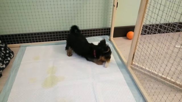 Сделал для йорика Гуччи деревянную косточку - лучшая игрушка. смотреть онлайн