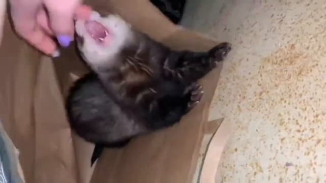 Опасный КУСЬЗВЕРЬ #ferret#хорёк#животные#зоо#опасность смотреть онлайн