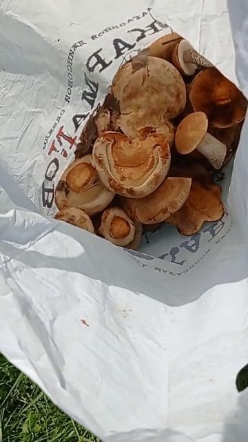 грибы есть но мало