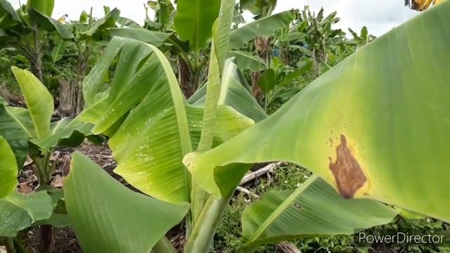 Panama Disease/ Fusarium