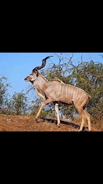 Roan Antelope and Greater Kudu смотреть онлайн
