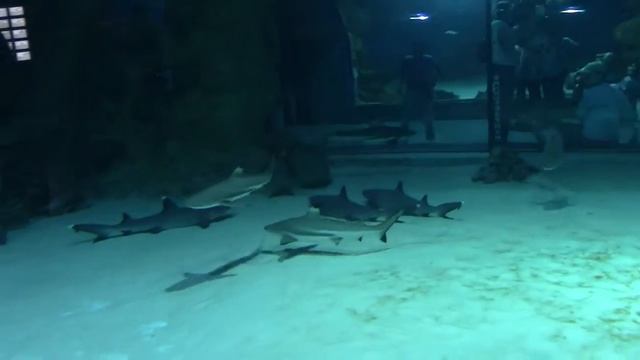 Акулы в Москвариуме смотреть онлайн