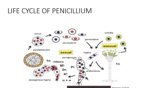 Penicillium Topic By Prasanna