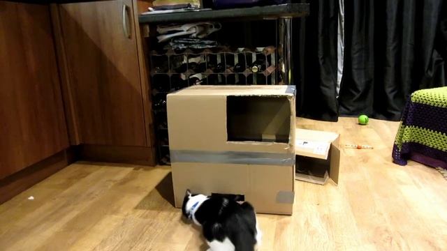 Cat Fun Box смотреть онлайн