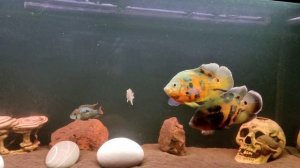 Тигровые Астронотусы в Аквариуме!