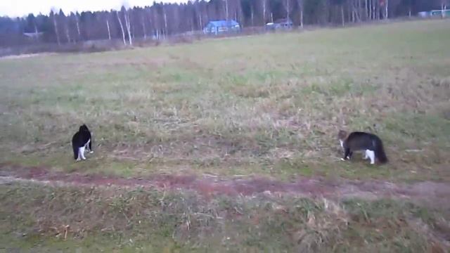 Охота в поле с кошками. смотреть онлайн