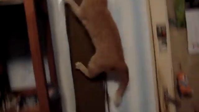 Котэ и мышь на когтеточке смотреть онлайн