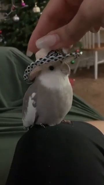 Cockatiel bird|wear hat video|YT SHORTS FAN'S WORLD|•••1 subscribe PLEASE°.### смотреть онлайн