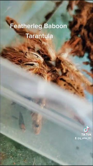 Featherleg Baboon Tarantula #tarantula #mypet смотреть онлайн