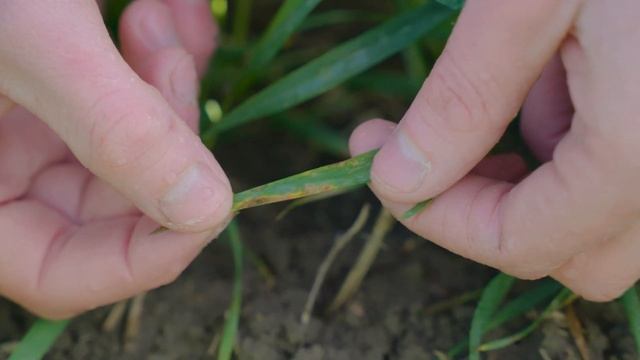 Onsite Insights - Septoria tritici blotch in wheat смотреть онлайн