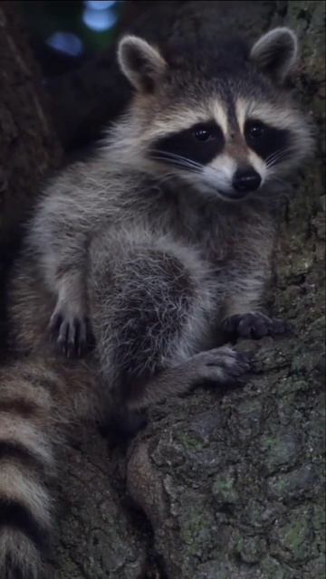 #animallover |#wildanimal смотреть онлайн