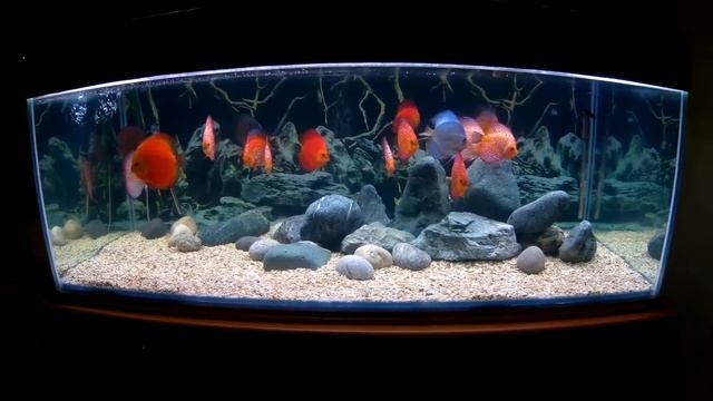 Дискусы 600л.