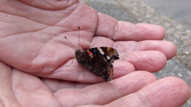 spirituele ervaring met een atalanta vlinder смотреть онлайн