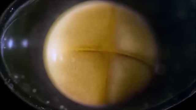 HUMAN EVOLUTION, From The Origin Of Life (FULL DOCUMENTARY)