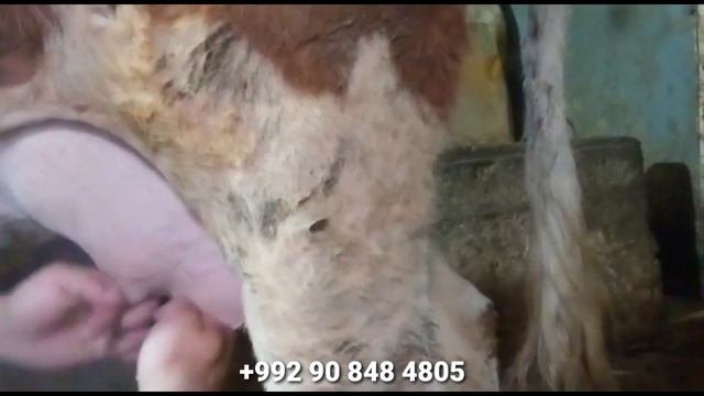Гови Гусоладори Ёш Омад бо нархи Дастрас доставкаш ҳаст 11 февраля 2023 г. смотреть онлайн