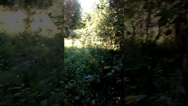 Гуляла по лесу, ни грибов, ни ягод))) зато душицу собрала!