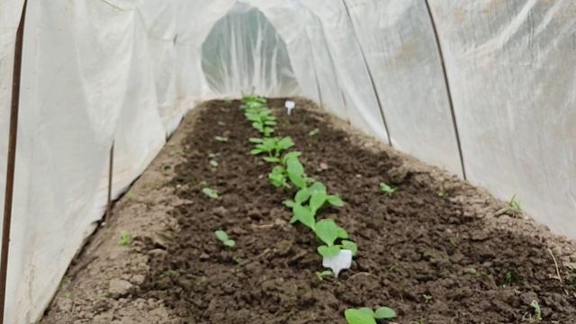 Садовые зарисовки. 24 мая 2023 года. Огурцы кто-то ест.. смотреть онлайн