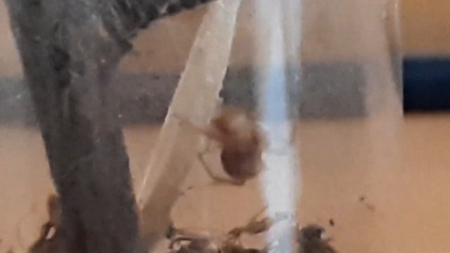 Peucetia virdans & Steatoda paykulliani ❤🕷🕸❤ смотреть онлайн