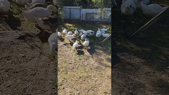 Гусиное утро.3 июля, понедельник. смотреть онлайн