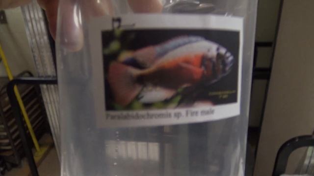 #437: Tropical Fish Society of Rhode Island (TFSRI) Spring 2017 Auction - Update Monday смотреть онлайн