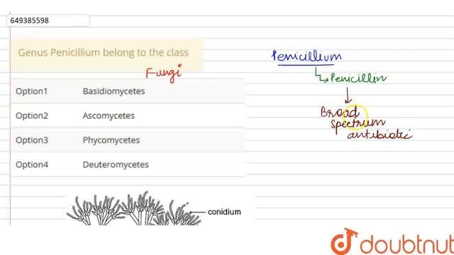 Genus Penicillium belong to the class | CLASS 11 | BIOLOGICAL CLASSIFICATION | BIOLOGY | ERRORLE... смотреть онлайн