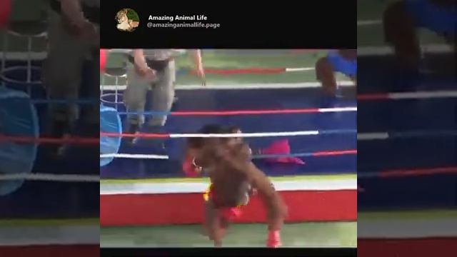 Бои животных смотреть онлайн