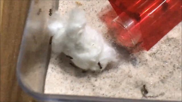 Rehber Video / Crematogaster Scutellaris Kraliçesine İşçi Eklenir mi? смотреть онлайн