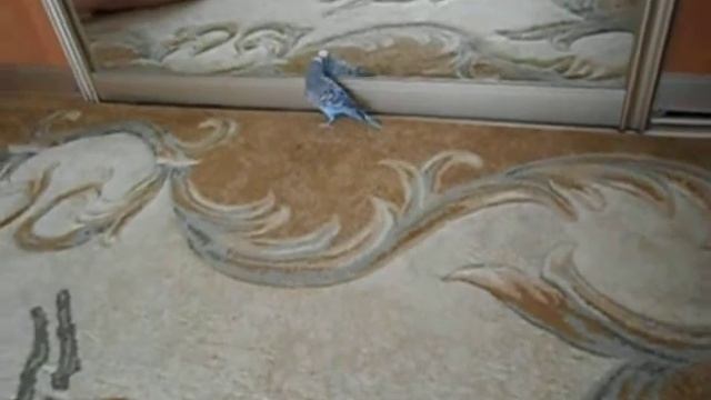 Вася и Арни смотреть онлайн