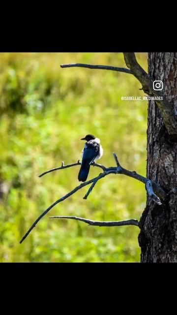 Black-Billed Magpie Soaring the Plains! - #naturephotography #wildlife #birdsofinstagram #travel смотреть онлайн