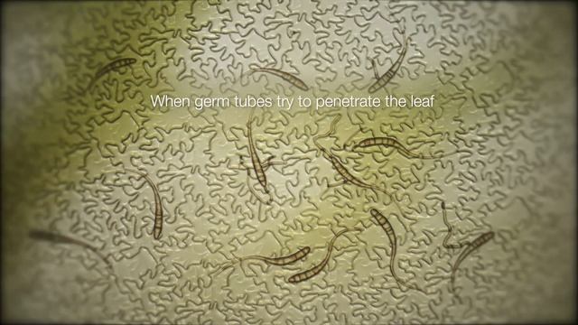 ADEPIDYN™ - control on Alternaria solani смотреть онлайн