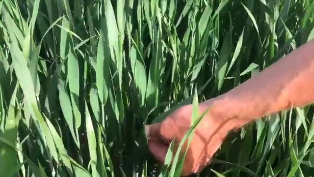Fanebladsbehandling med tidlig detektion af septoria смотреть онлайн