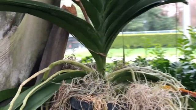 Орхидеи на выставке Нью Йорк.Orchids show in NY смотреть онлайн