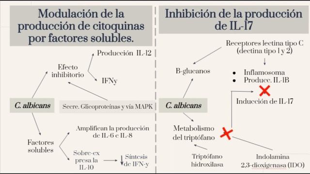 Candida albicans - Inmunología смотреть онлайн