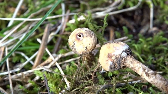 Berłóweczka (Tulostoma) - 02.02.2022, Nowa Huta, Kraków.